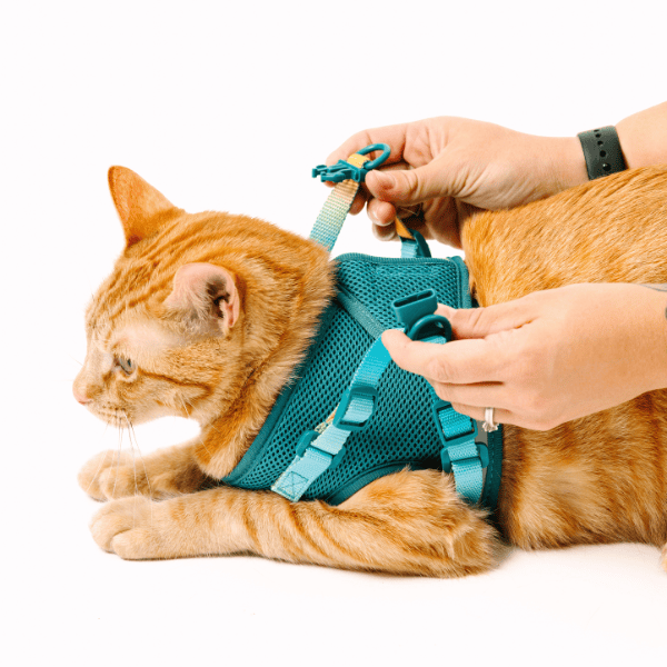 Joey cat harness and leash set — additional photo 10