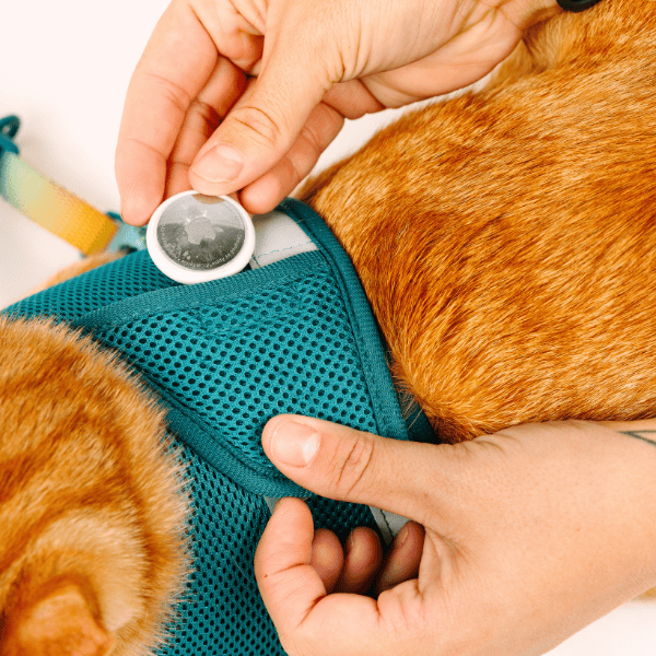 Joey cat harness and leash set — additional photo 11