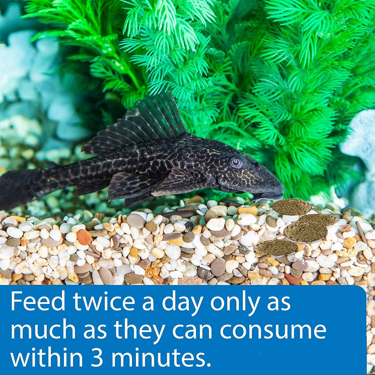 Algae Wafers, Sinking Fish Food for Bottom Feeders