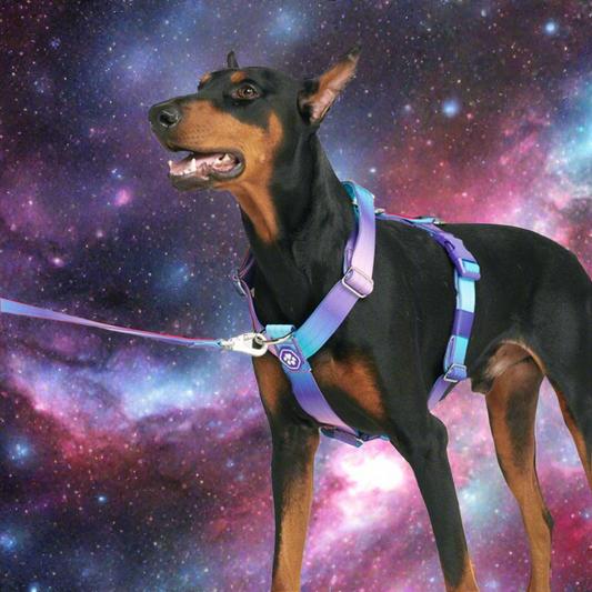 Comfort Control 90s retro no-pull dog harness
