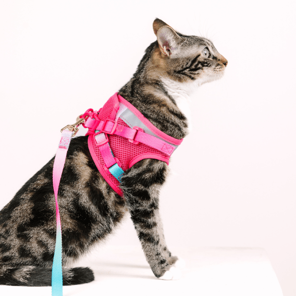 Stasia cat harness and leash set — additional photo 5