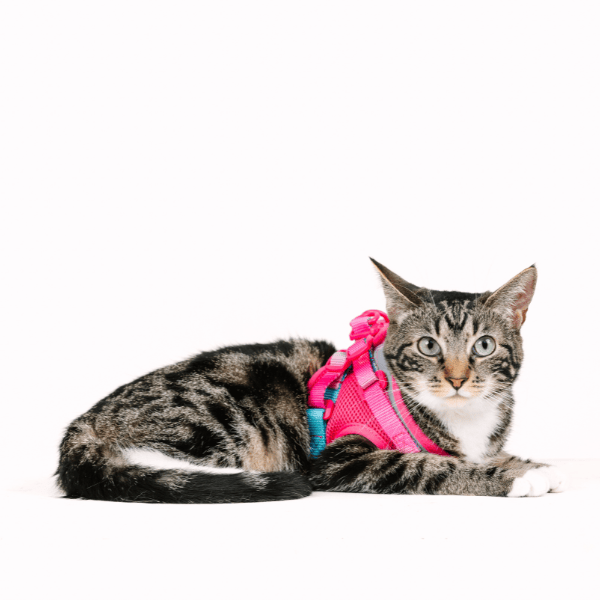 Stasia cat harness and leash set — additional photo 7