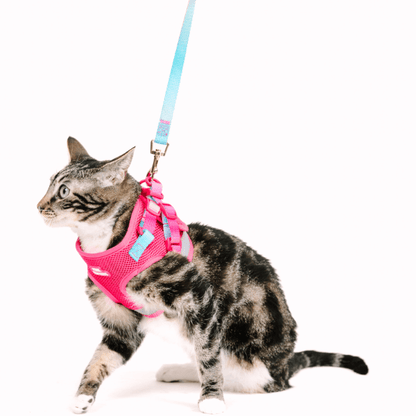 Stasia cat harness and leash set — additional photo 4