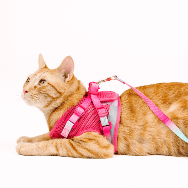 Stasia cat harness and leash set — additional photo 8