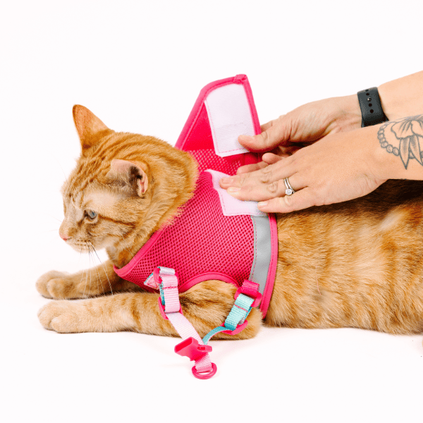 Stasia cat harness and leash set — additional photo 9