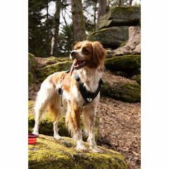 V5HE6D4EB4CFDE231B7B26C46AFF29045E1R5293575P6