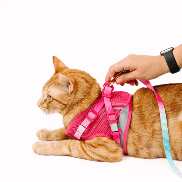 Stasia cat harness and leash set — additional photo 11