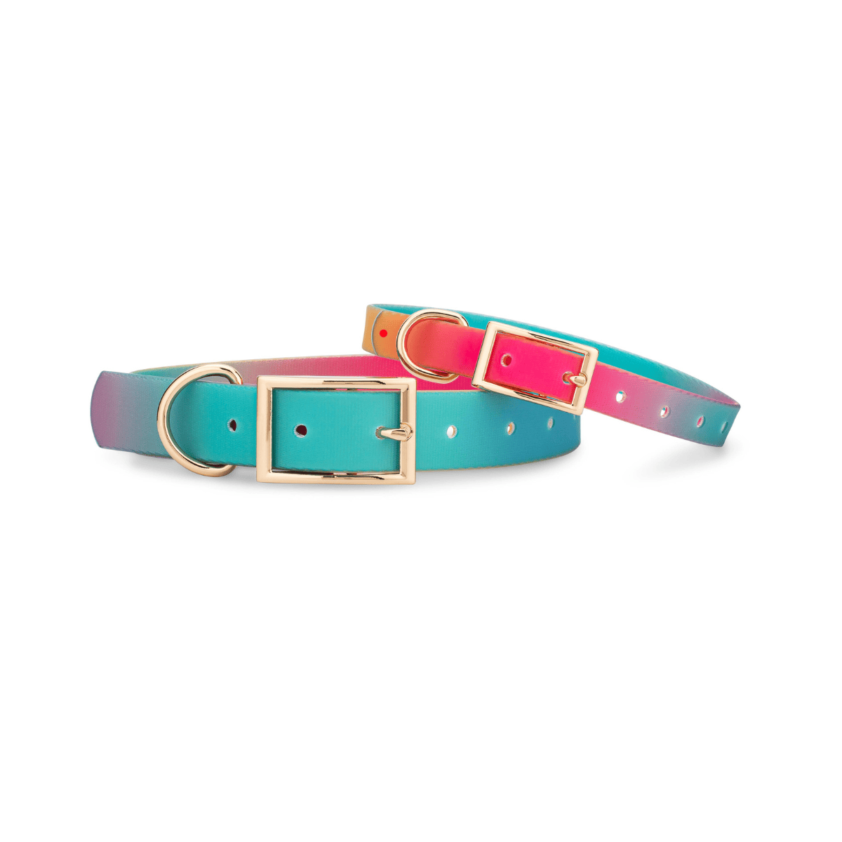 Pippa – Ombre Dog Collar, Adjustable XS–L