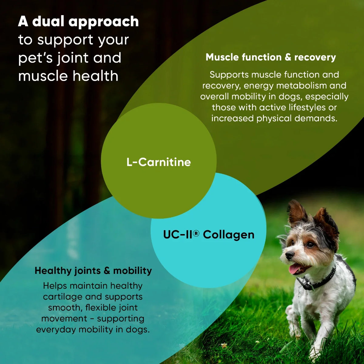 UC-II & L-Carnitine Capsules for Cats and Small Dogs