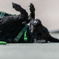 V5HB2D1390541F8DD22F2778DA8F92F4549R5329956P6