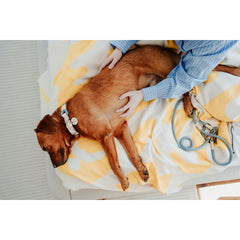 V3H236CD495C55CDD4FEA907415F9150D08R5575436P6