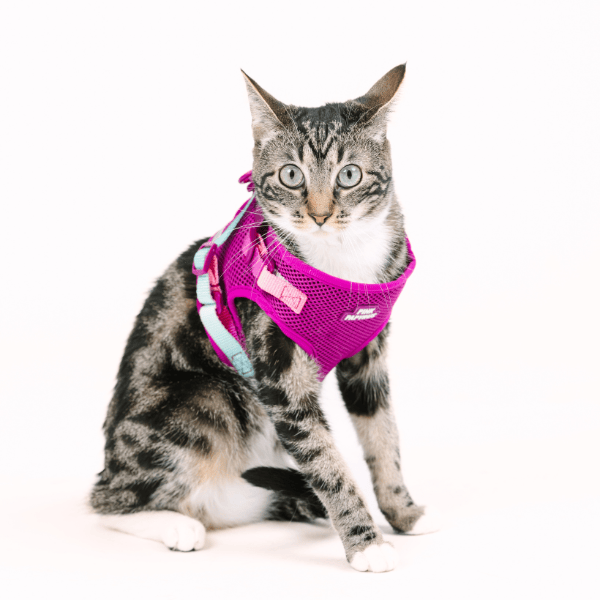 Joana cat harness and leash set — additional photo 4