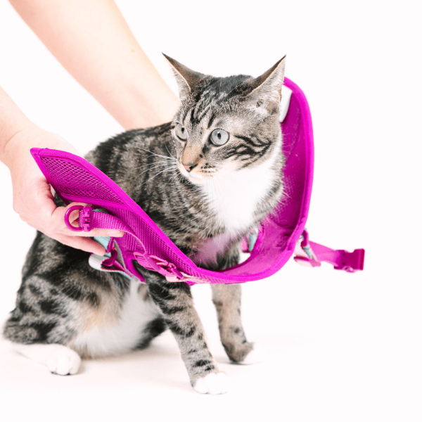Joana cat harness and leash set — additional photo 5