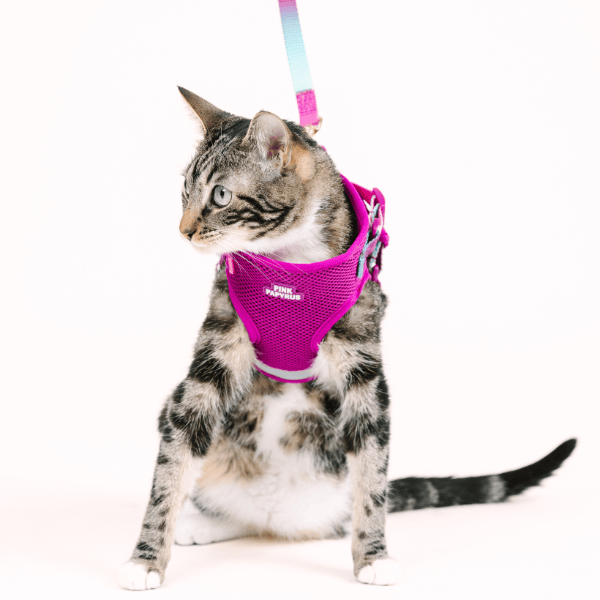 Joana cat harness and leash set — additional photo 7