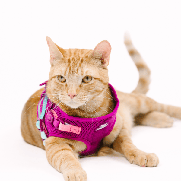 Joana cat harness and leash set — additional photo 9