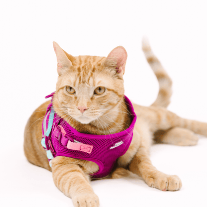 Joana cat harness and leash set — additional photo 9