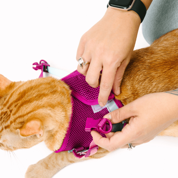 Joana cat harness and leash set — additional photo 10