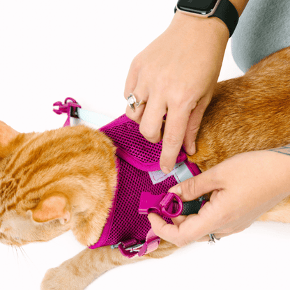 Joana cat harness and leash set — additional photo 10