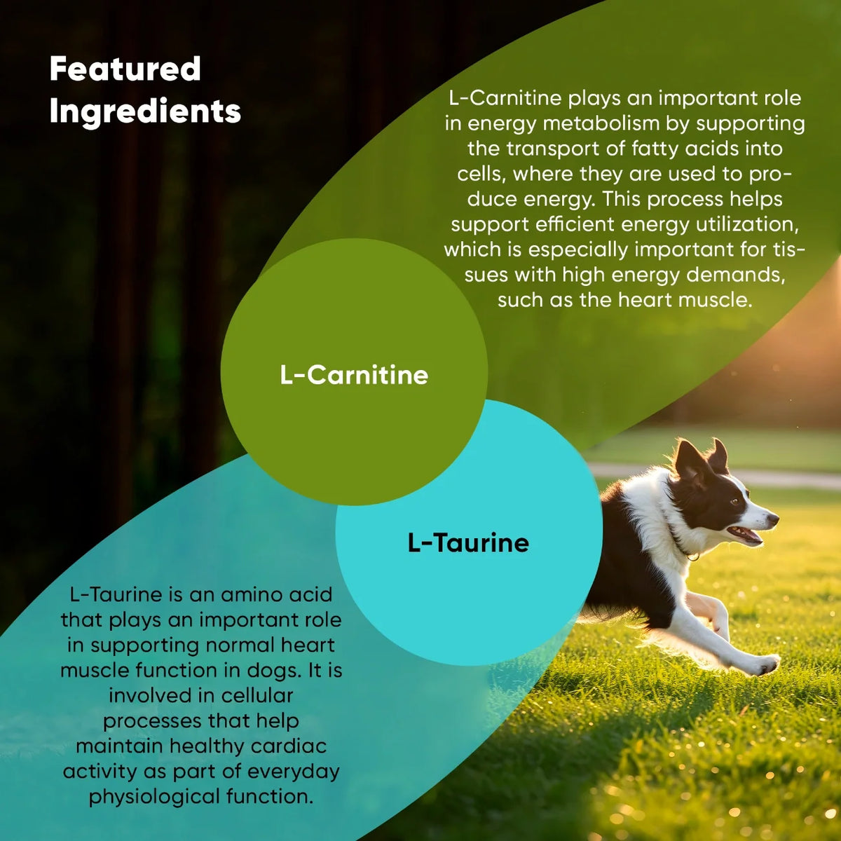 L-Carnitine & L-Taurine Supplement for Dogs