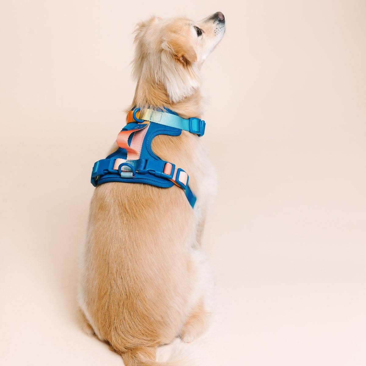 Atlas dog harness — additional photo 6