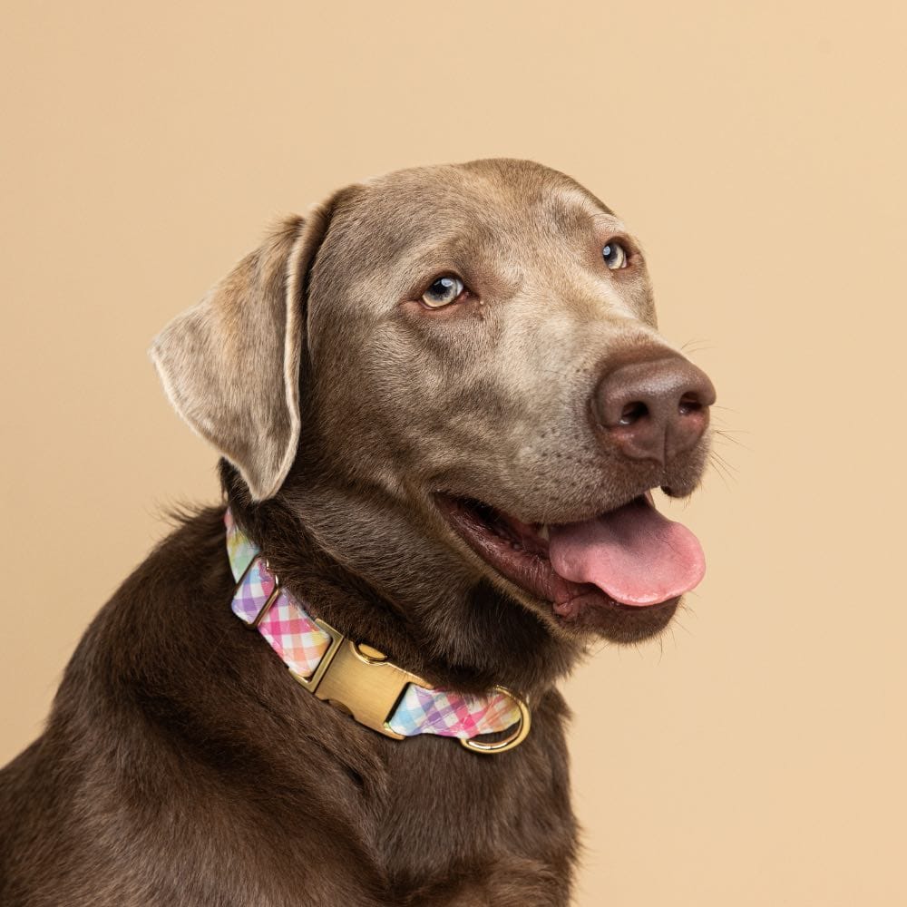 Minka dog collar — additional photo 3