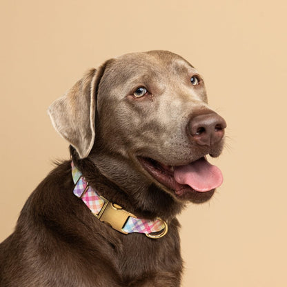 Minka dog collar — additional photo 3