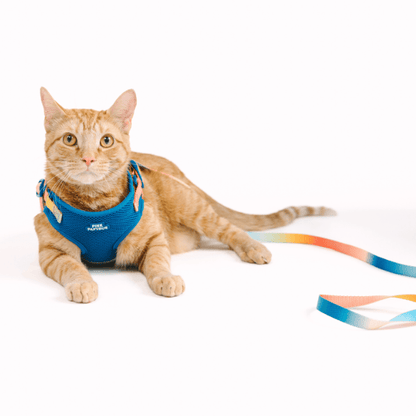 Atlas cat harness and leash set — additional photo 4