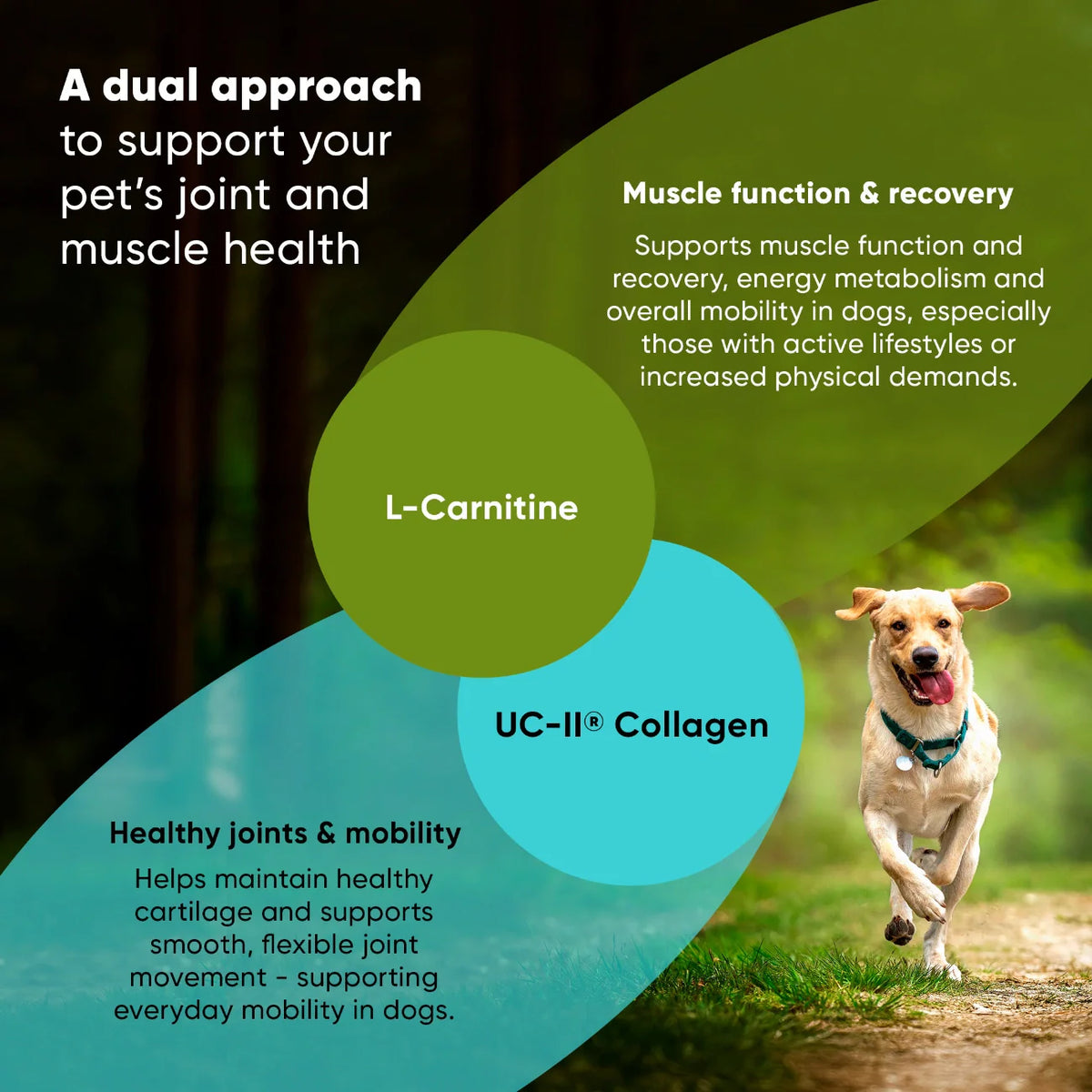 UC-II & L-Carnitine Capsules for Medium and Large Dogs
