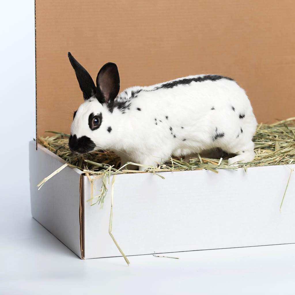 Oat Hay for Rabbits and Guinea Pigs, 20 lb