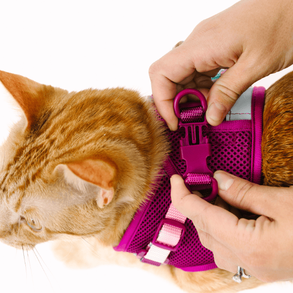 Joana cat harness and leash set — additional photo 11