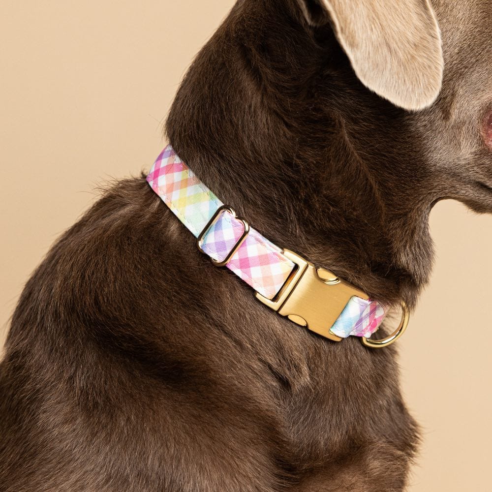 Minka dog collar — additional photo 4