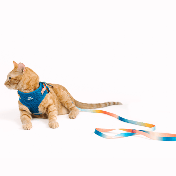 Atlas cat harness and leash set — additional photo 5