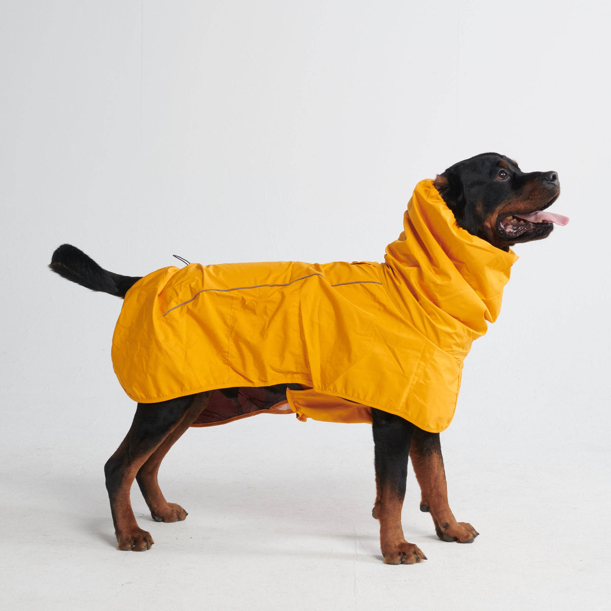 Mustard yellow Breatheshield breathable waterproof dog raincoat
