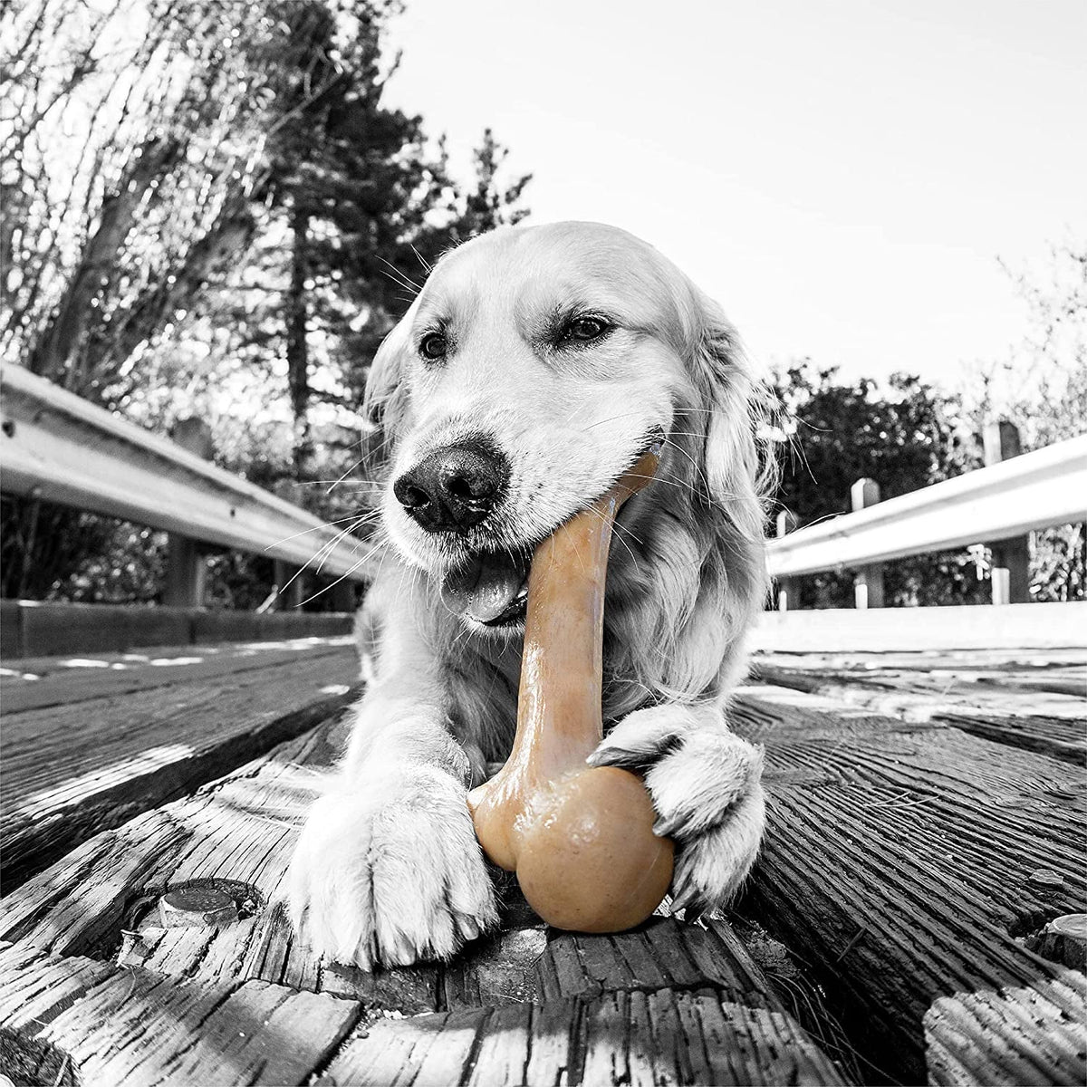 Nylon Dinosaur Bone Chew Toy for Aggressive Chewers