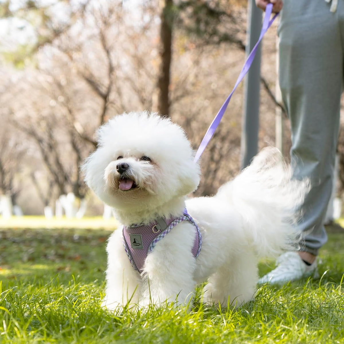 Step-In No-Pull Dog Harness and Leash Set for Small Dogs