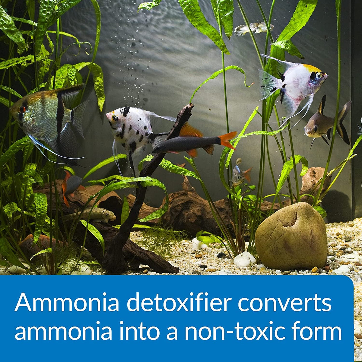 Freshwater aquarium treated with API AMMO-LOCK ammonia detoxifier