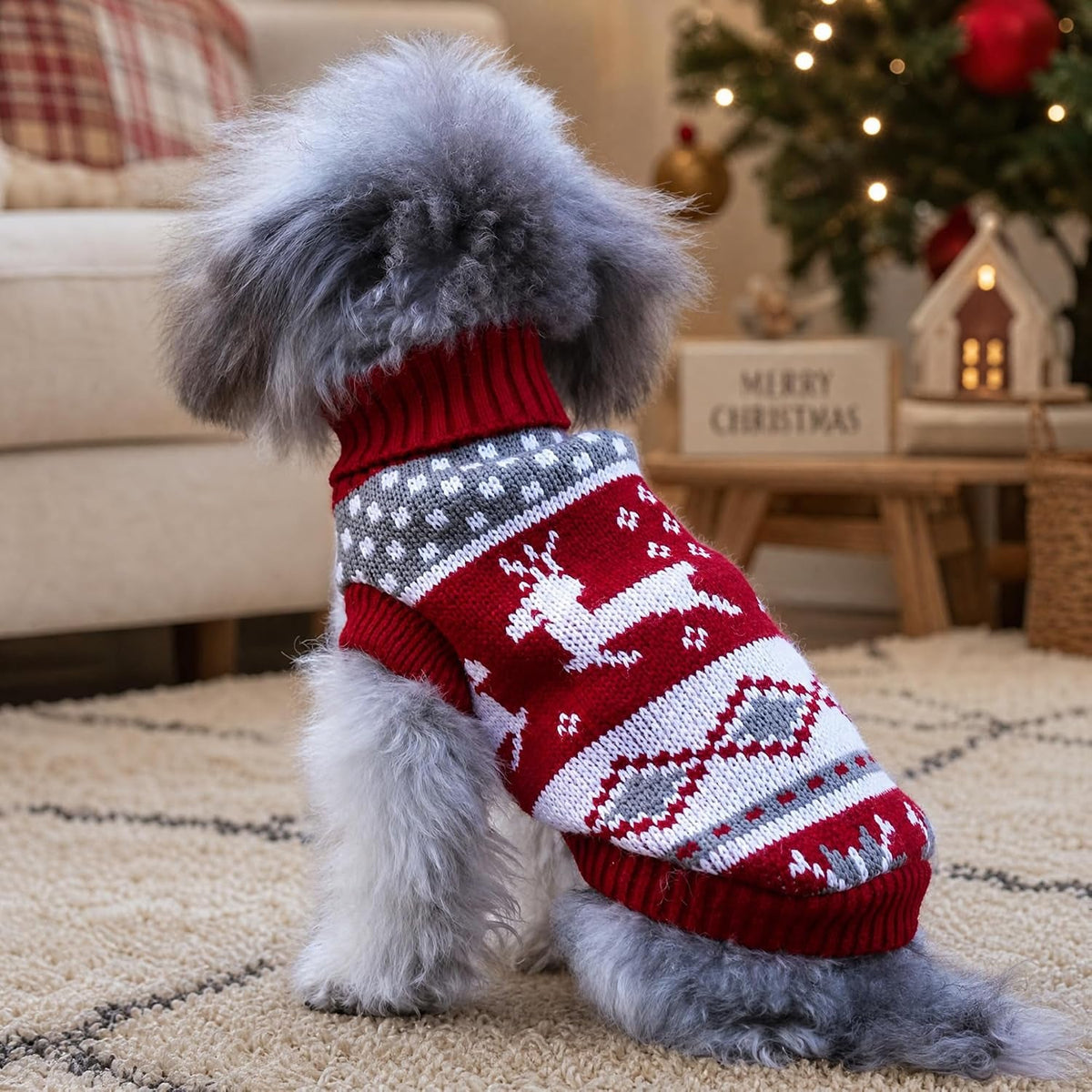 Fluffy small dog in red reindeer Christmas sweater