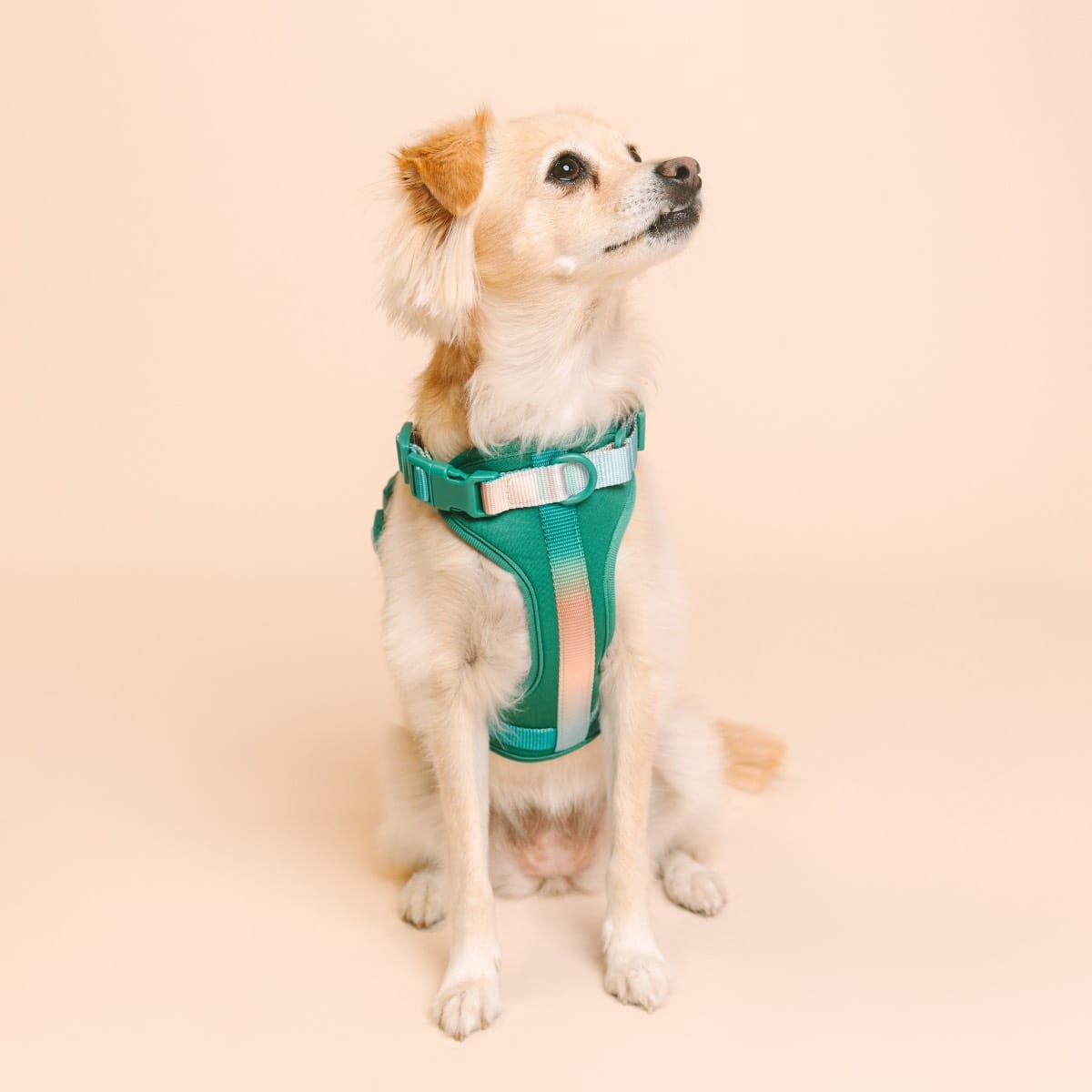 Parker dog harness — additional photo 3
