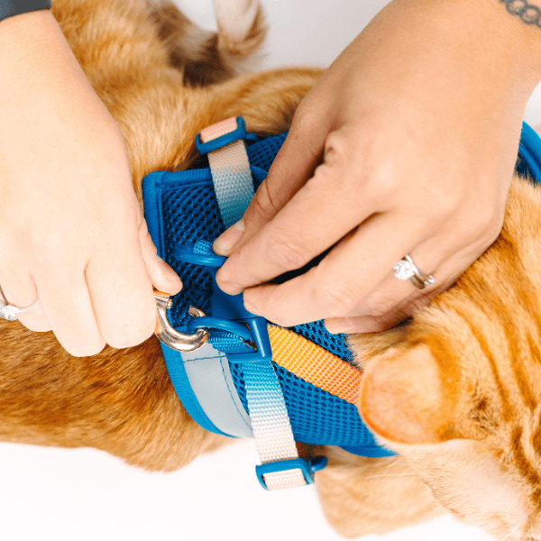 Atlas cat harness and leash set — additional photo 7