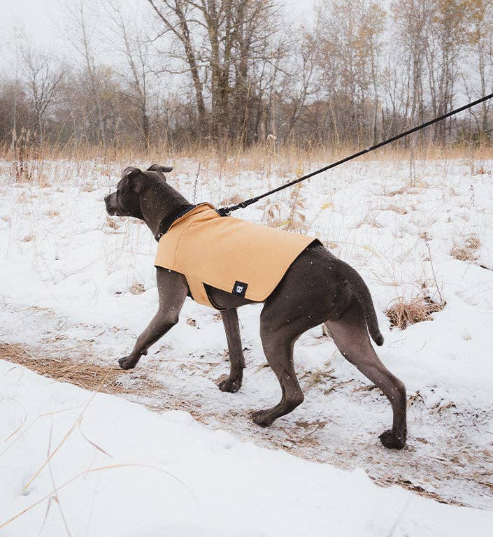 Beige cotton duck dog coat with corduroy collar - view 9