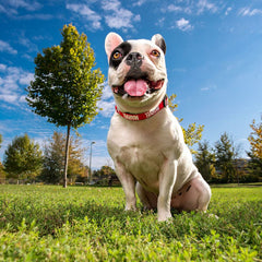 V6HAFEFB58376E0877386C85C8201EB2320R4644449P5