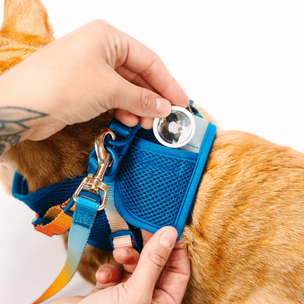 Atlas cat harness and leash set — additional photo 8