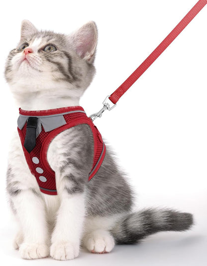 Kitten in red harness with matching leash