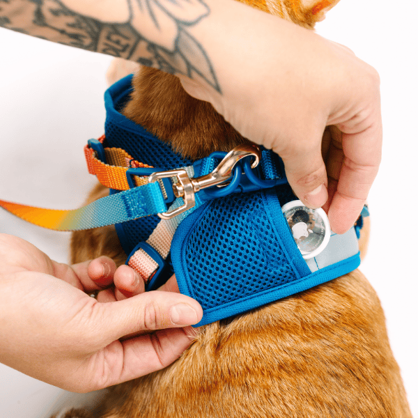 Atlas cat harness and leash set — additional photo 9