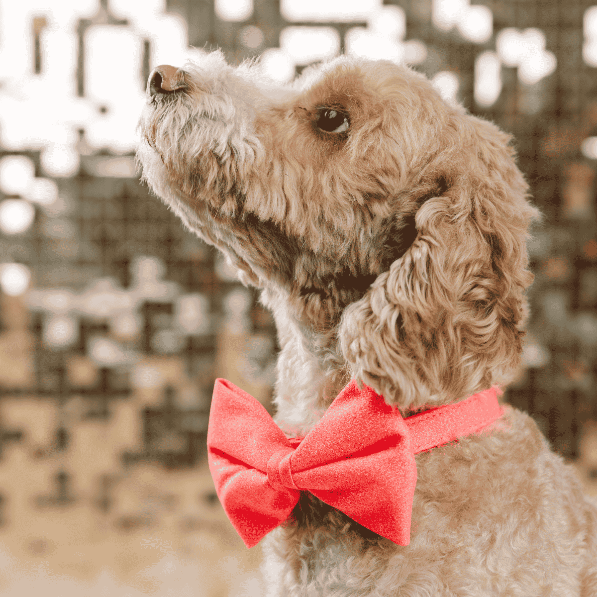 Ambrose dog bow tie — additional photo 3