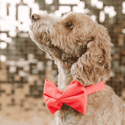 Ambrose dog bow tie — additional photo 3