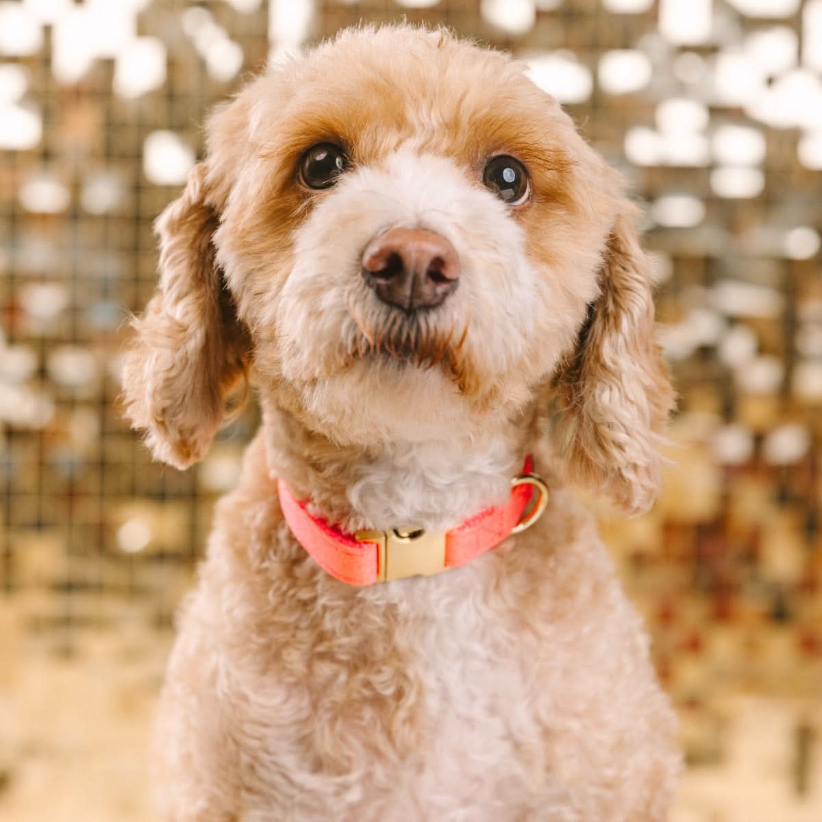 Ambrose dog collar — additional photo 3