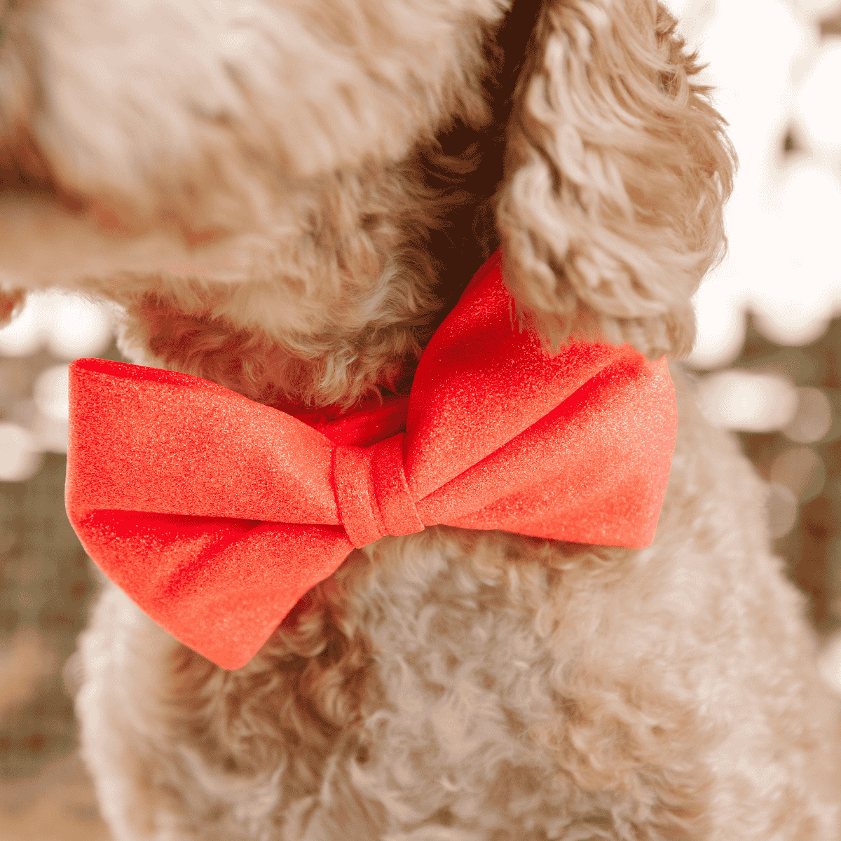 Ambrose dog bow tie — additional photo 4