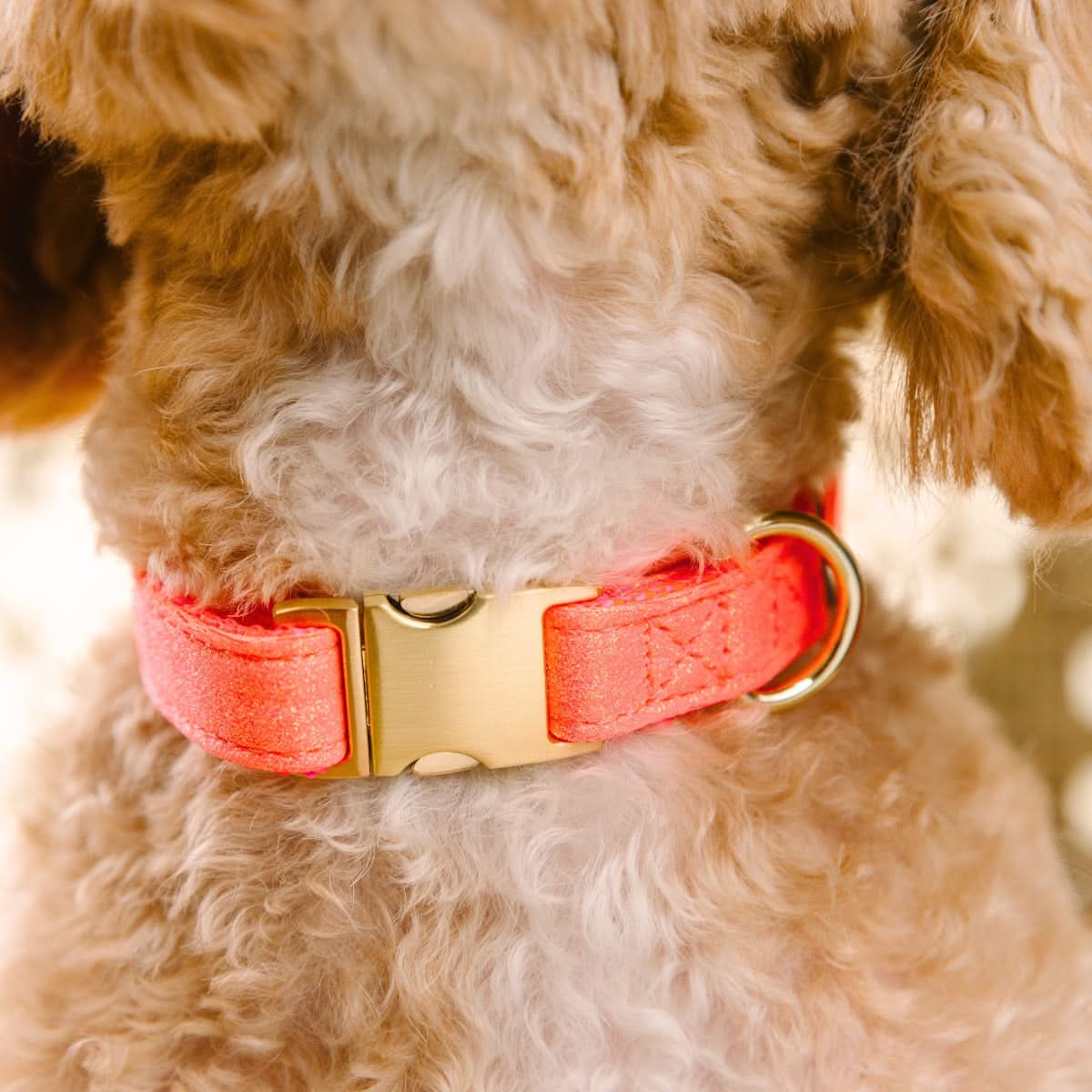 Ambrose dog collar — additional photo 4