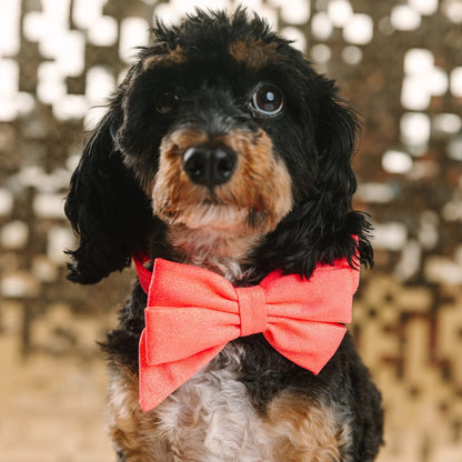 Ambrose dog babe bow — additional photo 3